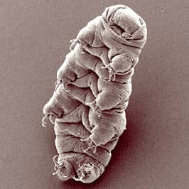 Image au microscope électronique à balayage d'un tardigrade dodu à huit pattes munies de griffes.