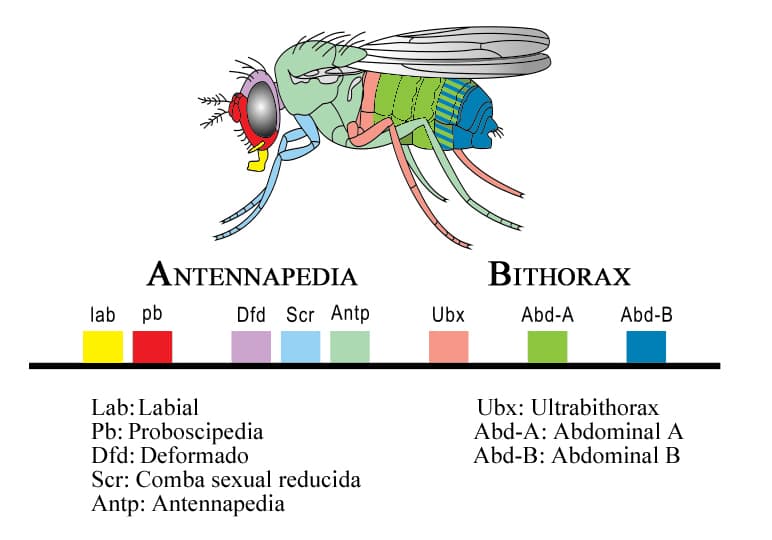 Schéma montrant les gènes Hox disposés dans l'ordre le long d'un chromosome de mouche à fruits, alignés au-dessus d'un dessin de l'embryon montrant quelle région du corps chaque gène contrôle.