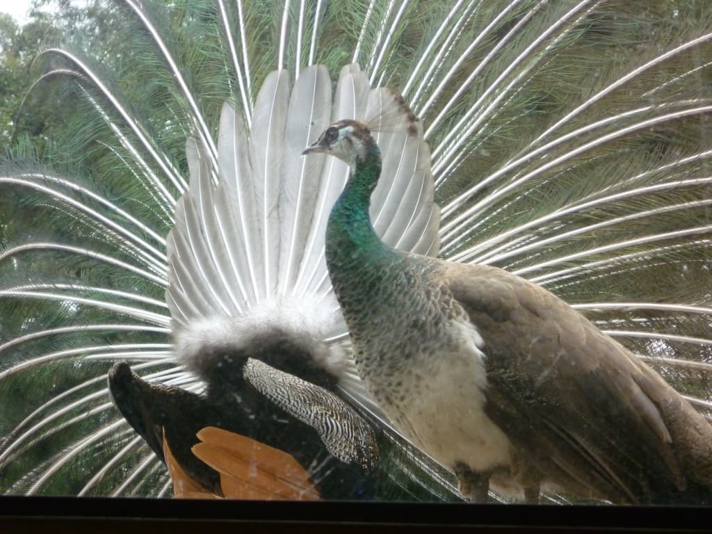Une paonne brune debout devant un paon qui déploie entièrement son immense éventail de plumes vertes et bleues à ocelles.