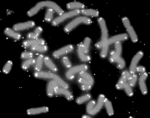 Human chromosomes stained blue under a microscope, with bright spots marking the telomeres at the tips of each chromosome arm.