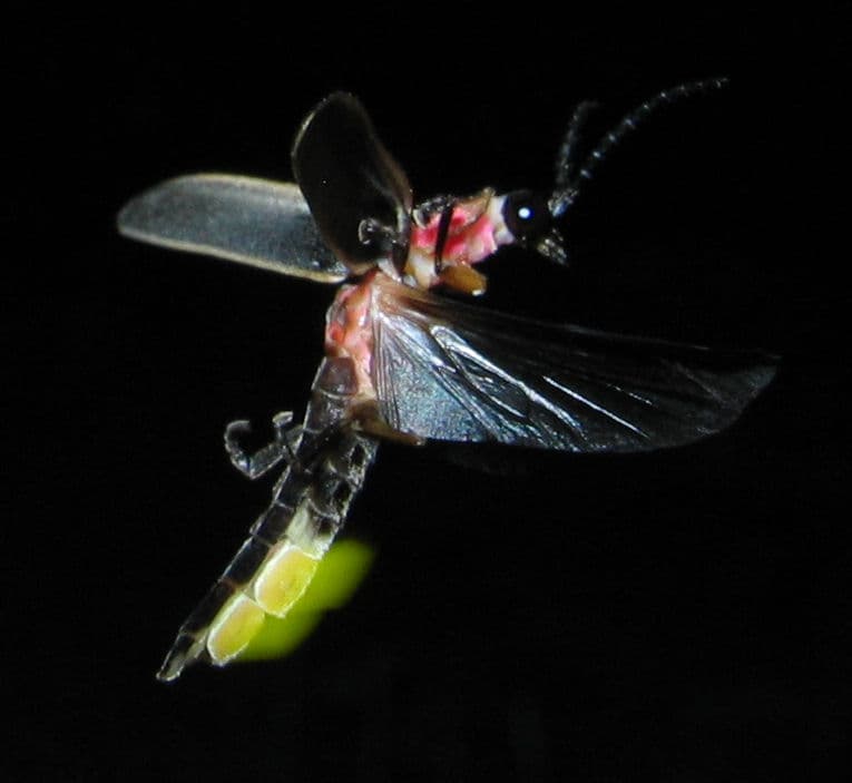 Gros plan d'un petit coléoptère sombre sur une feuille, le bout de son abdomen brillant d'un jaune-vert vif.