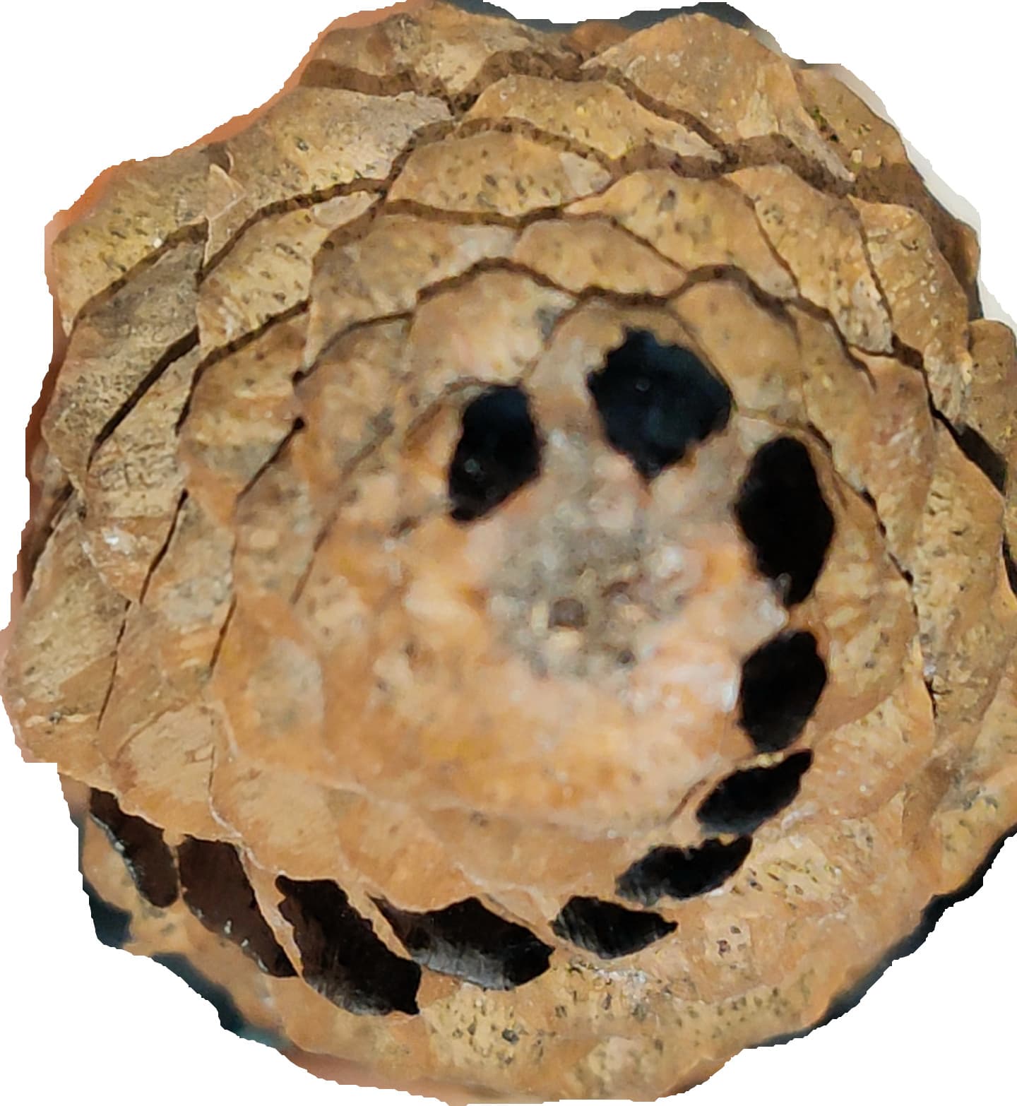 Une pomme de pin photographiée par la base, montrant ses écailles disposées en rangées spiralées nettes.
