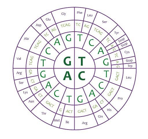 A circular chart with the four RNA letters in the centre ring, branching outward into rings of second and third letters, ending at the names of the amino acids each three-letter codon stands for.