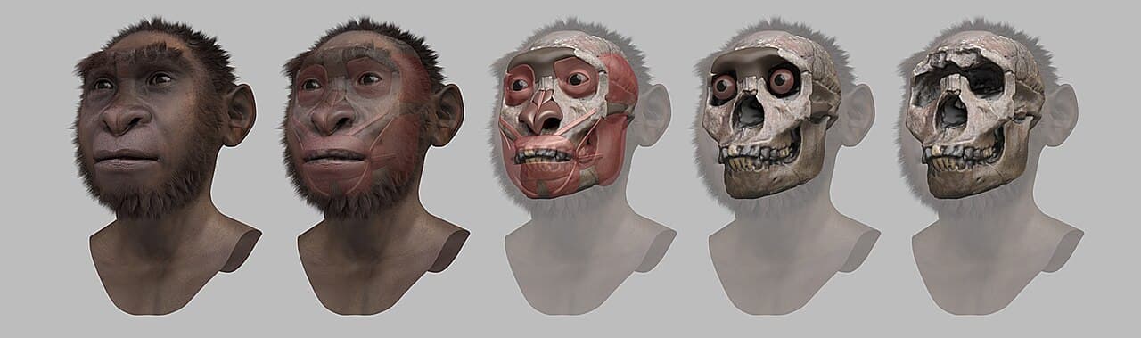Étapes de la reconstitution faciale médico-légale du garçon de Turkana, un squelette d'Homo erectus