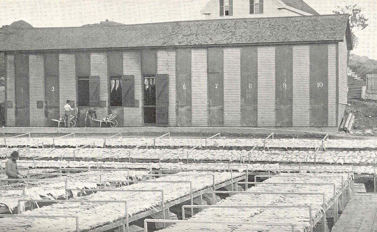 Des rangées de flétans suspendus sur des claies en bois pour sécher en plein air, photographie historique de Gloucester, Massachusetts.