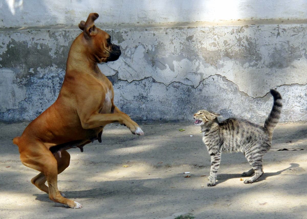 A dog and a cat facing each other on a floor, the cat crouched with its fur raised and the dog leaning forward.
