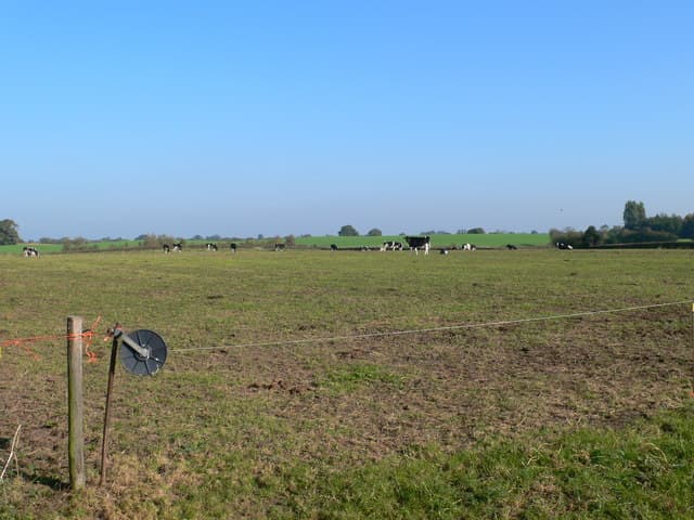 Cattle grazing behind a fence in a green field