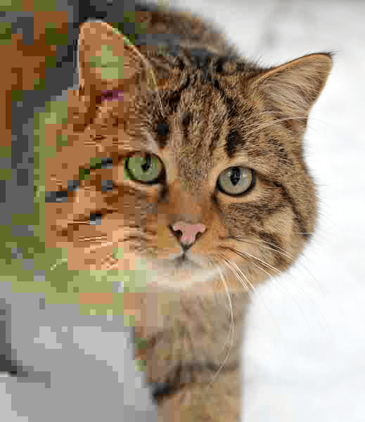 Photo d'un chat sauvage dont la qualité baisse de droite à gauche : à gauche apparaissent des blocs carrés et des couleurs baveuses.