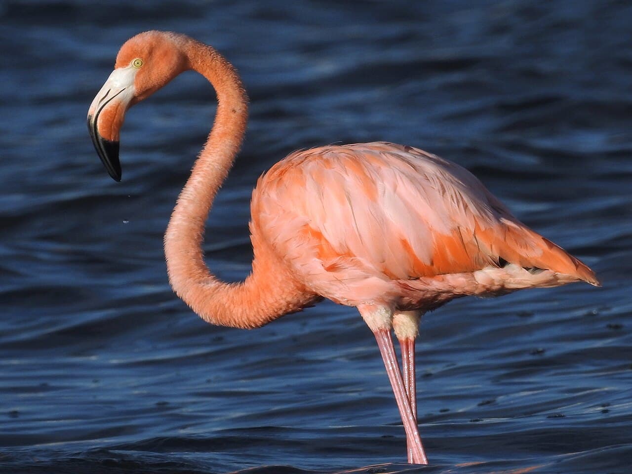 Un flamant des Caraïbes rose saumon marchant dans une eau bleu sombre, le cou courbé en S.