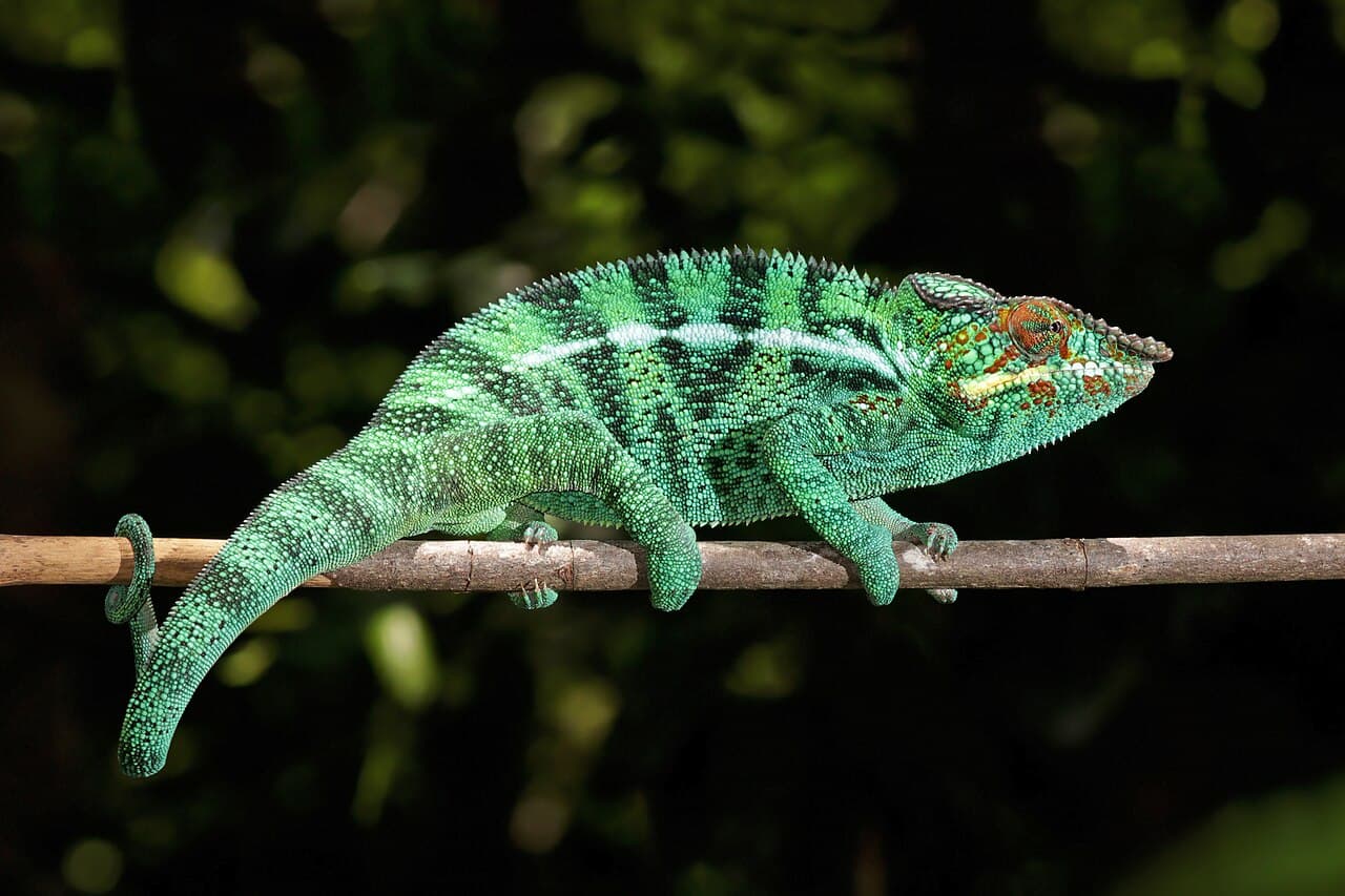 Un caméléon panthère mâle sur une branche, la peau parée de vert, de bleu et de rouge vifs.