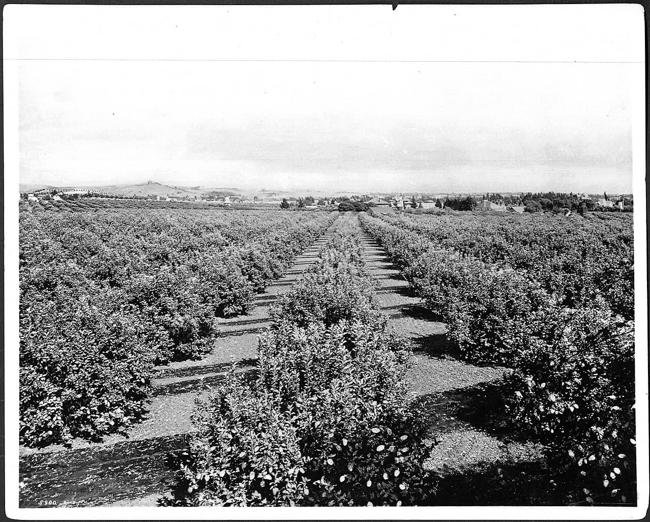 Panorama ensoleillé en noir et blanc de citronniers et de quelques maisons devant des collines, vers 1905.