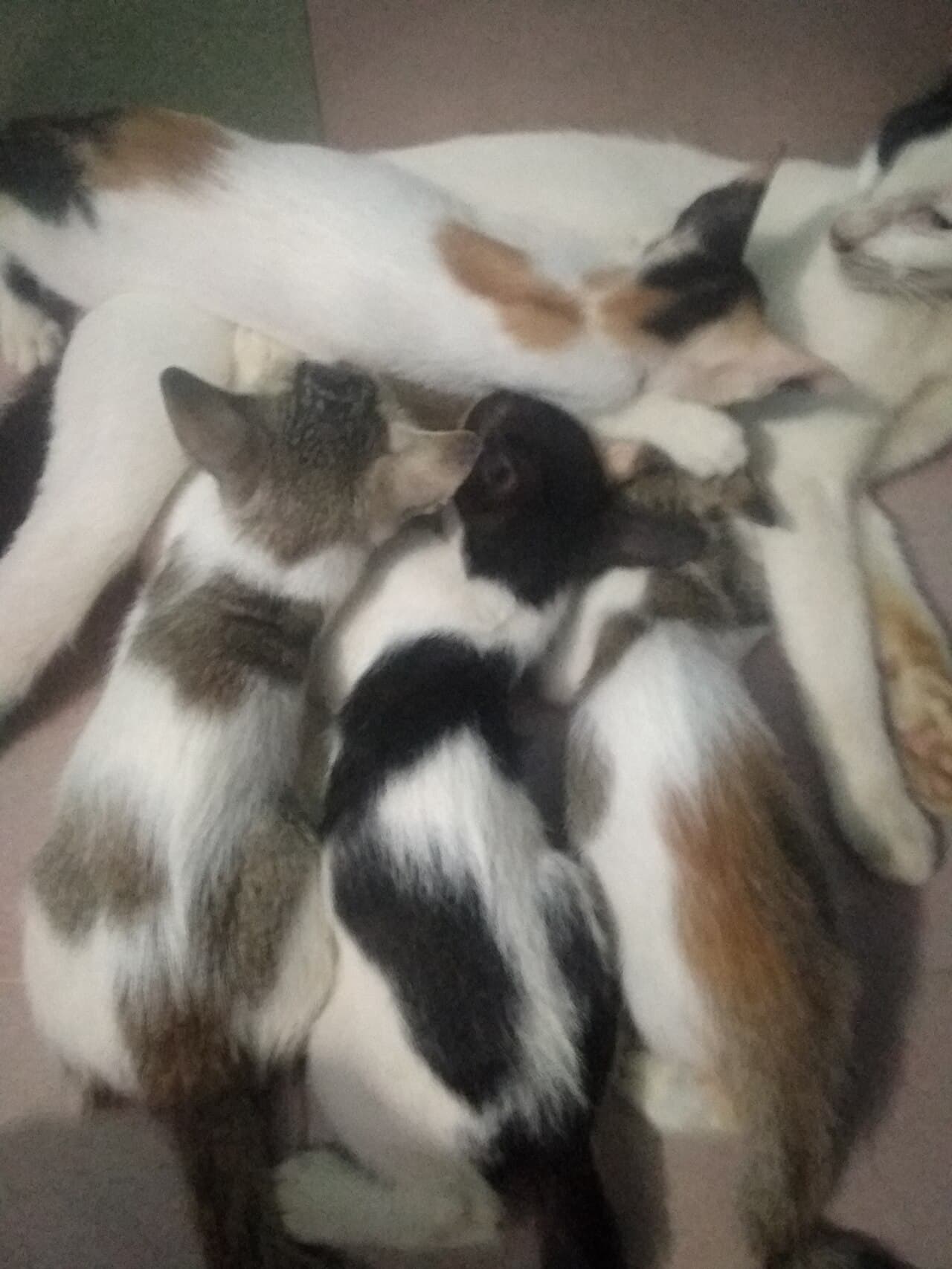A mother cat lying on her side while four kittens suckle.