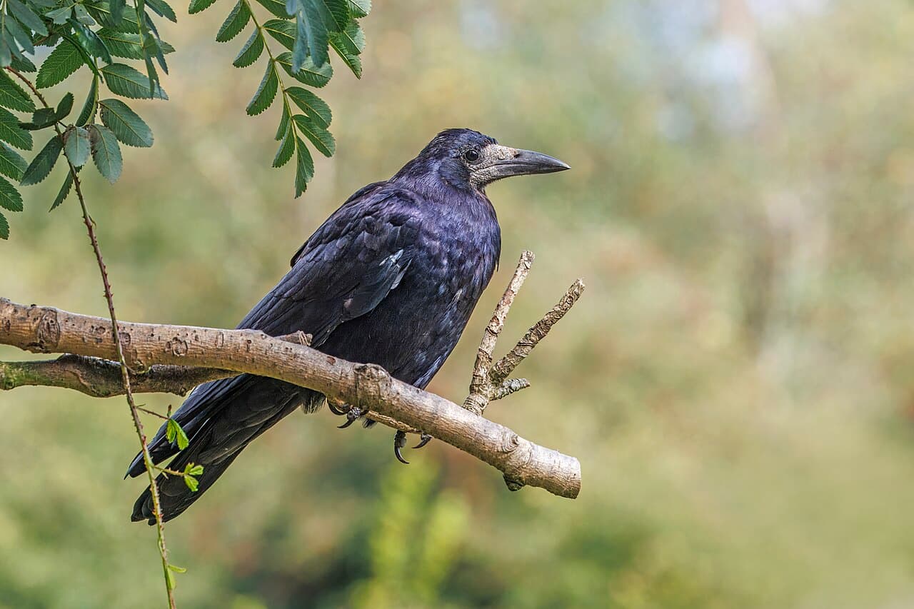 Un corbeau freux, un oiseau corvidé noir avec une base de bec pâle, perché et attentif.