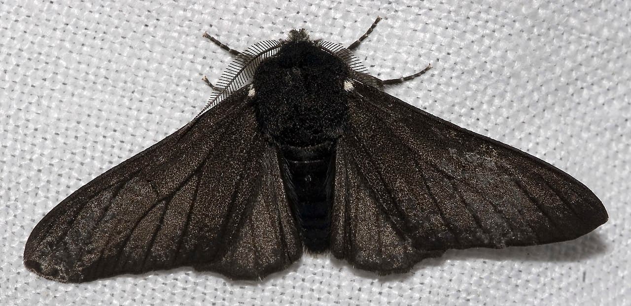 A black form of the peppered moth with its wings spread flat, photographed against a pale background.