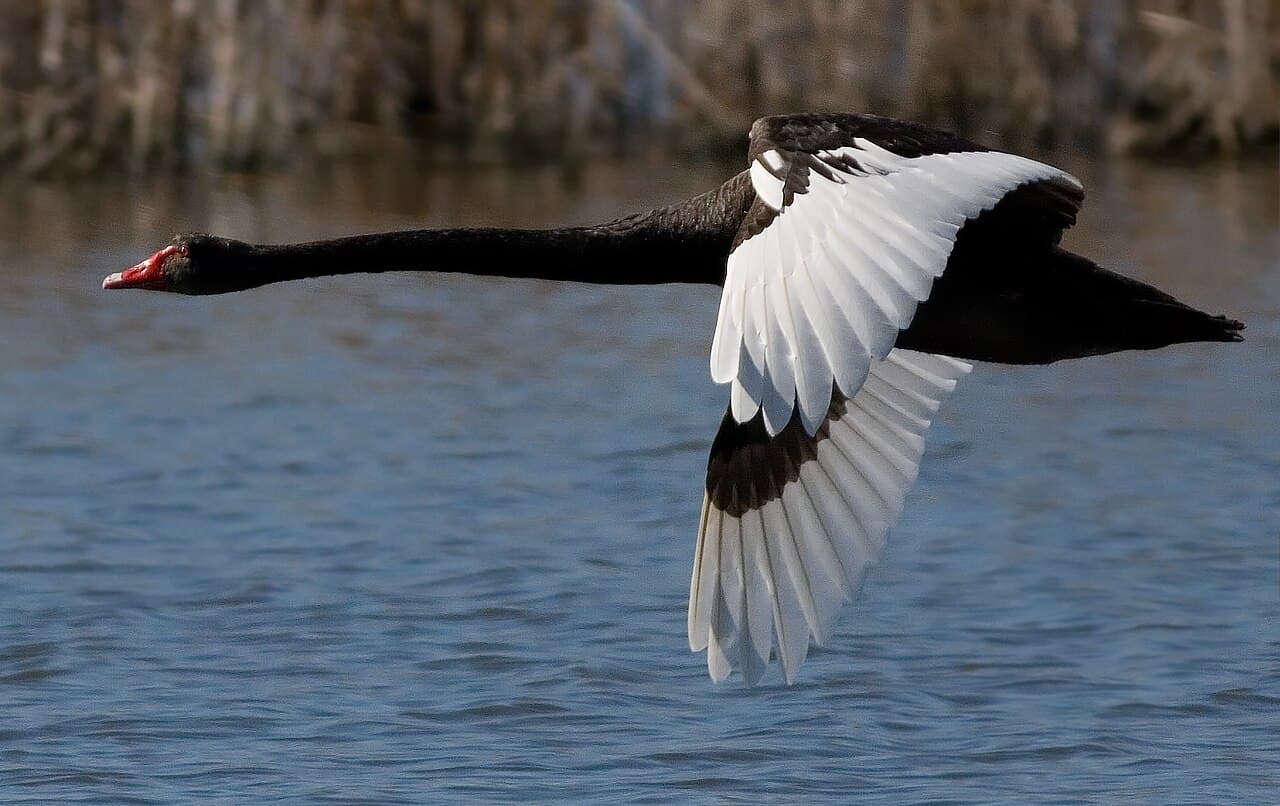 Un cygne noir en vol sur fond de ciel bleu, ailes déployées montrant des plumes de vol blanches.
