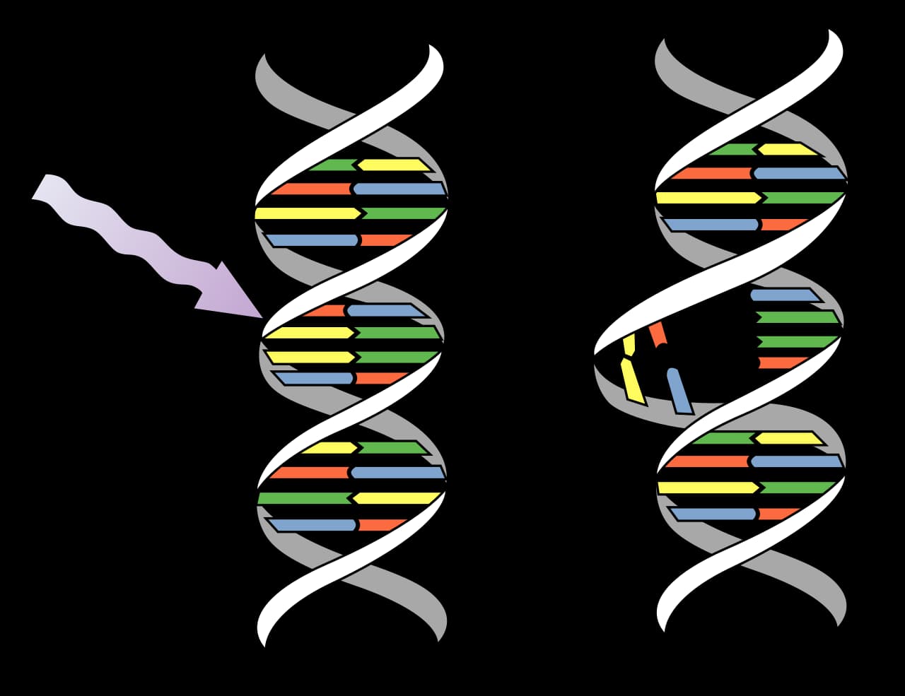 Schéma montrant la lumière ultraviolette créant une liaison anormale entre deux bases d'ADN voisines, formant un dimère qui déforme le brin d'ADN.